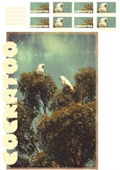 Bild von Cockatoo - L - 1.0 - DTF A3